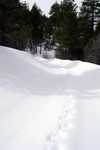 Fresh deer tracks