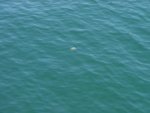 Jellyfish floating in the water
